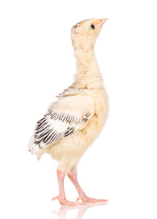 Cute little newborn chicken turkey, isolated on white background. One young nice big bird.の写真素材