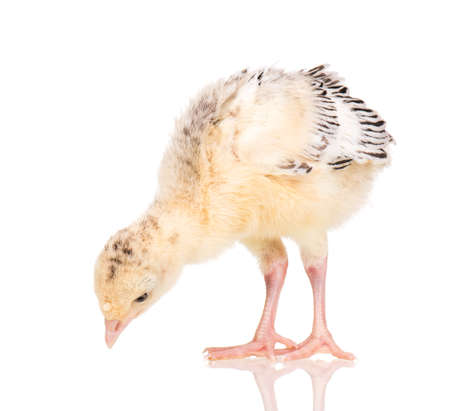 Cute little newborn chicken turkey, isolated on white background. One young nice big bird.の写真素材