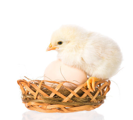 Cute little newborn chicken standing in nest with egg, isolated on white background. Newly hatched...