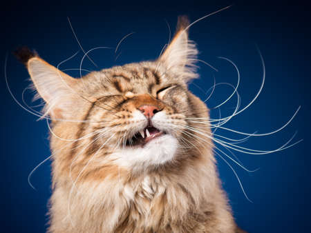 Portrait of funny Maine Coon cat. Close-up studio photo of beautiful big adult black tabby cat on blue background.の写真素材