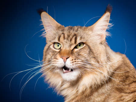 Portrait of funny Maine Coon cat. Close-up studio photo of beautiful big adult black tabby cat on blue background.の写真素材