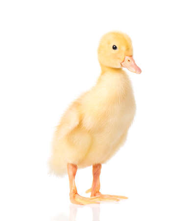 Cute little yellow newborn duckling isolated on white background. Newly hatched duckling on a chicken farm.の写真素材
