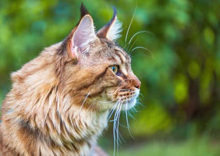 Close up portrait of black tabby Maine Coon cat on green background. Adorable young cute male cat looking away. Pets walking outdoor adventure.の写真素材
