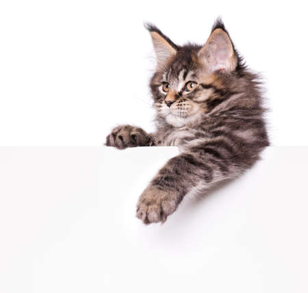 Maine Coon kitten holding sign or banner. Funny pet cat showing placard with space for text. Beautiful domestic kitty with blank board, isolated on white background.の写真素材