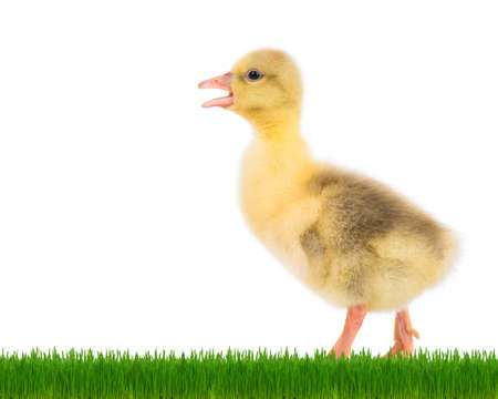 Cute little newborn fluffy gosling walks in green grass. One young goose isolated on a white background. Nice geese big bird.の写真素材
