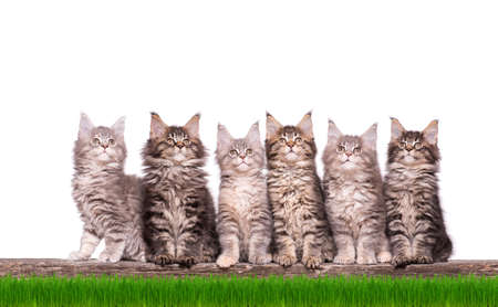 Family group of six fluffy beautiful Maine Coon kittens in green grass. Cats isolated on white background. Portrait of beautiful domestic kitty.の写真素材