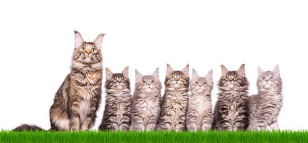 Family group of six fluffy beautiful Maine Coon kittens with mother in green grass. Cats isolated on white background. Portrait of beautiful domestic kitty and adult tortoiseshell cat.の写真素材