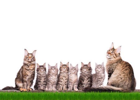 Family group of six fluffy beautiful Maine Coon kittens with mother and father in green grass. Cats isolated on white background. Portrait of beautiful domestic kitty and adult tortoiseshell cat.の写真素材