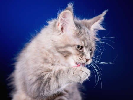 Funny Maine Coon kitten 2 months old licks paw and washes his face. Close-up studio photo of gray little cat on blue background. Portrait of beautiful domestic kitty.の写真素材
