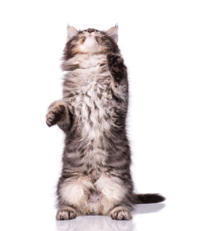 Maine Coon kitten 2 months old. Cat isolated on white background. Portrait of beautiful domestic kitty.の写真素材