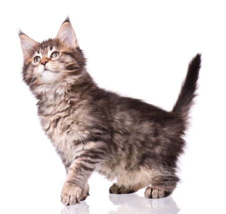 Maine Coon kitten 2 months old. Cat isolated on white background. Portrait of beautiful domestic kitty.の写真素材