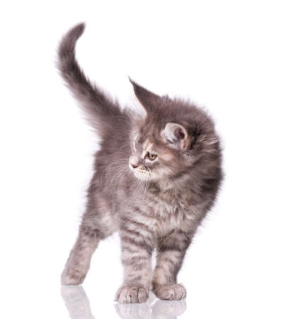 Maine Coon kitten 2 months old. Cat isolated on white background. Portrait of beautiful domestic kitty.の写真素材