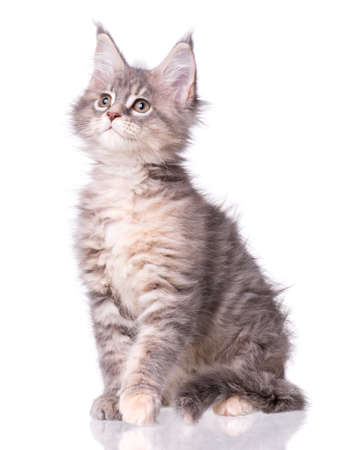 Maine Coon kitten 2 months old. Cat isolated on white background. Portrait of beautiful domestic kitty.の写真素材