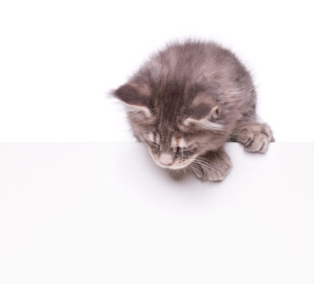 Maine Coon kitten holding sign or banner. Funny pet cat showing placard with space for text....