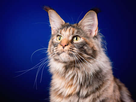 Portrait of funny Maine Coon cat. Close-up studio photo of beautiful big adult tortoiseshell cat on blue background.の写真素材