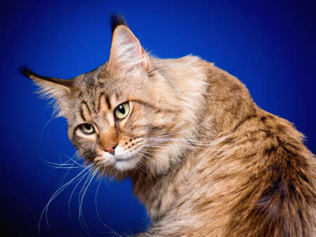Portrait of funny Maine Coon cat. Close-up studio photo of beautiful big adult black tabby cat on blue background.の写真素材