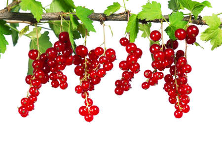 Fresh ripe red currant - isolated on white background.の写真素材
