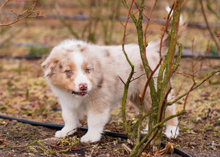 Australian Shepherd purebred dog on meadow in autumn or spring, outdoors countryside. Red Merle Aussie puppy, 2 months old.の写真素材