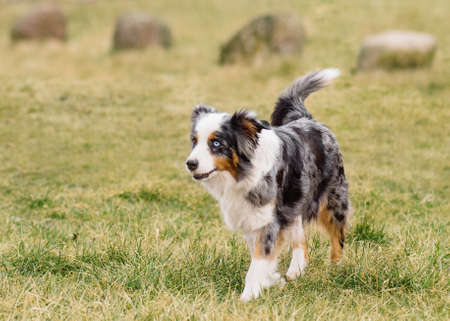 Australian Shepherd purebred dog on meadow in autumn or spring, outdoors countryside. Blue Merle Aussie adult dog.の写真素材
