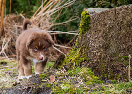 Australian Shepherd purebred dog on meadow in autumn or spring, outdoors countryside. Red Tri color Aussie puppy, 2 months old.の写真素材