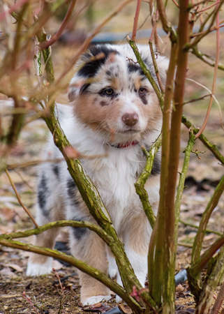 Australian Shepherd purebred dog on meadow in autumn or spring, outdoors countryside. Blue Merle Aussie puppy, 2 months old.の写真素材