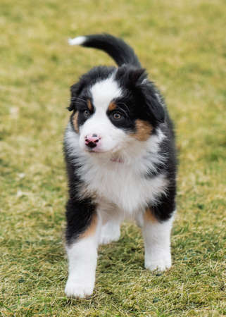 Australian Shepherd purebred dog on meadow in autumn or spring, outdoors countryside. Black Tri color Aussie puppy, 2 months old.の写真素材
