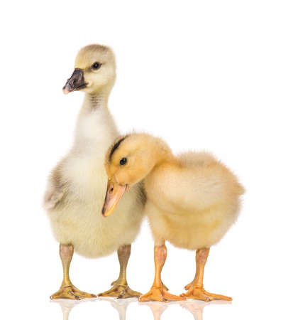 Cute little newborn fluffy gosling and duckling. Two young goose and duck isolated on a white background. Nice birds.の写真素材