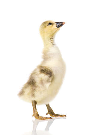 Cute little newborn fluffy gosling. One young goose isolated on a white background. Nice geese big bird.の写真素材