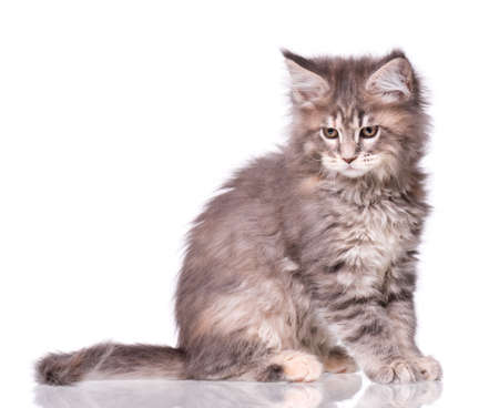 Maine Coon kitten 2 months old. Cat isolated on white background. Portrait of beautiful domestic kitty.の写真素材