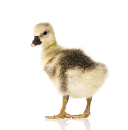 Cute little newborn fluffy gosling. One young goose isolated on a white background. Nice geese big bird.の写真素材