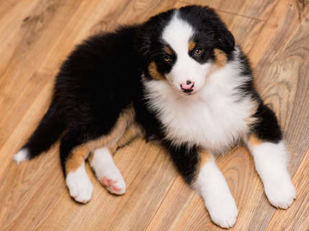 Australian Shepherd purebred puppy, 2 months old looking at camera - close-up portrait. Black Tri color Aussie dog at home.の写真素材