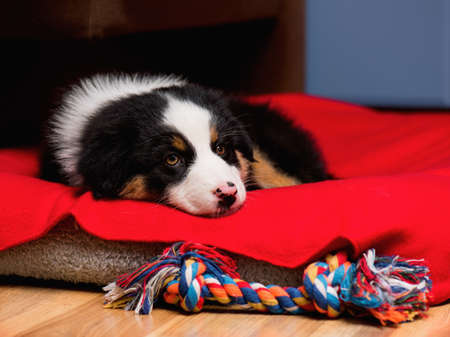Sad Australian Shepherd purebred puppy, 2 months old with toy. Black Tri color Aussie dog at home on the lair.の写真素材