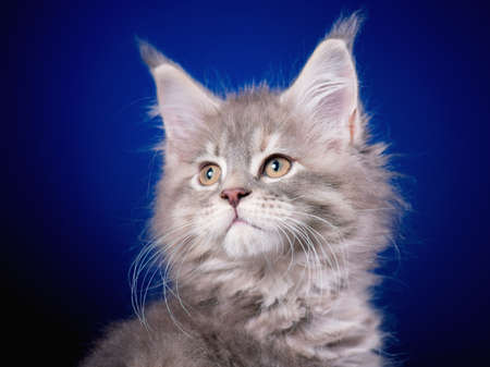 Funny Maine Coon kitten 2 months old looking away. Close-up studio photo of gray little cat on blue background. Portrait of beautiful domestic kitty.の写真素材
