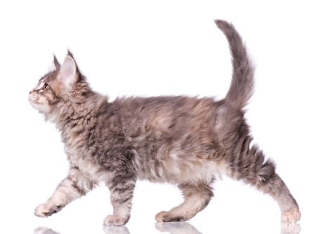 Maine Coon kitten 2 months old. Cat isolated on white background. Portrait of beautiful domestic kitty.の写真素材