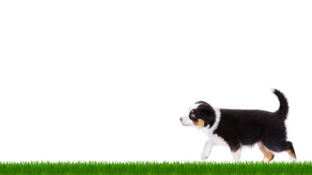 Playful Australian Shepherd purebred puppy, 2 months old looking away. Happy black Tri color Aussie dog on green grass, isolated on white background.の写真素材