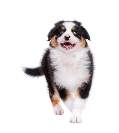 Beautiful Australian Shepherd purebred puppy, 2 months old looking upward. Happy black Tri color Aussie dog in front, isolated on white background.の写真素材