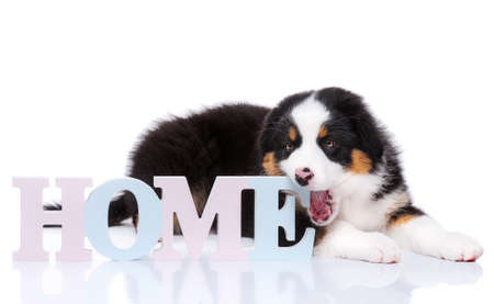 Beautiful Australian Shepherd purebred puppy, 2 months old with Home word. Happy black Tri color Aussie dog, isolated on white background.の写真素材