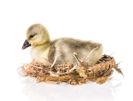Cute little newborn fluffy gosling in nest. One young goose isolated on a white background. Nice geese big bird.の写真素材