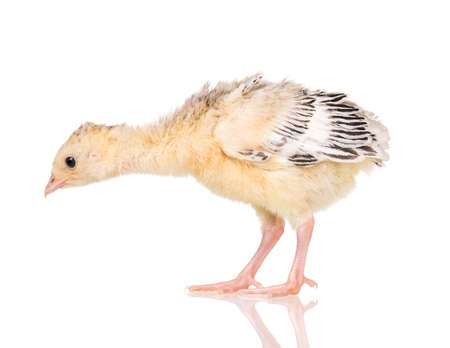 Cute little newborn chicken turkey, isolated on white background. One young nice big bird.の写真素材