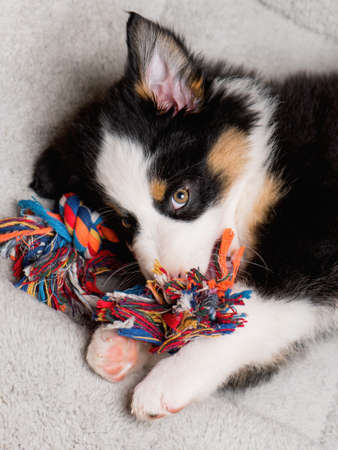 Australian Shepherd purebred puppy, 2 months old with toy. Black Tri color Aussie dog at home on the lair.の写真素材