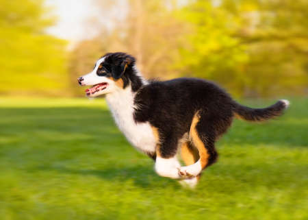 Happy Aussie dog runs on meadow with green grass in summer or spring. Beautiful Australian shepherd puppy 3 months old running at field. Cute dog enjoy playing at park outdoors.の写真素材