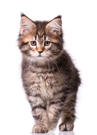 Maine Coon kitten 2 months old. Cat isolated on white background. Portrait of beautiful domestic black tabby kitty.の写真素材
