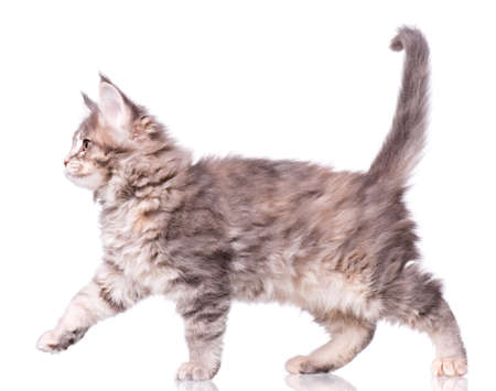 Maine Coon kitten 2 months old. Cat isolated on white background. Portrait of beautiful domestic gray kitty.の写真素材