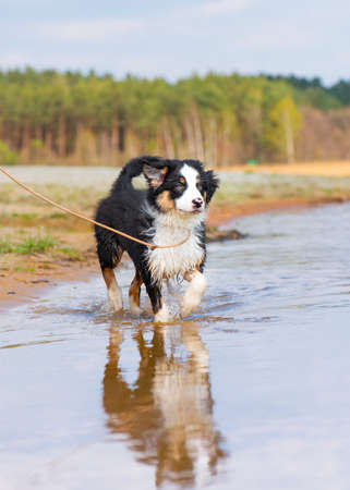 Happy dog runs along the beach in a spray of water. Beautiful Australian shepherd puppy 3 months old running towards camera. Cute dog enjoy playing on beach.の写真素材