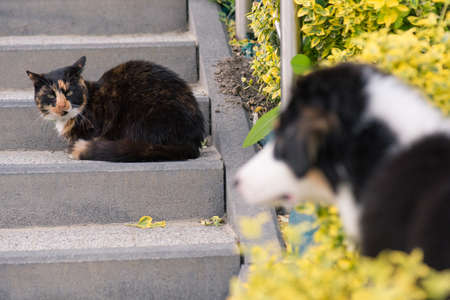 Adult famale cat and puppy Australian shepherd dog on the stairs outdoors.の写真素材