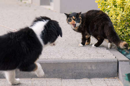 Adult famale cat and puppy Australian shepherd dog on the stairs outdoors.の写真素材
