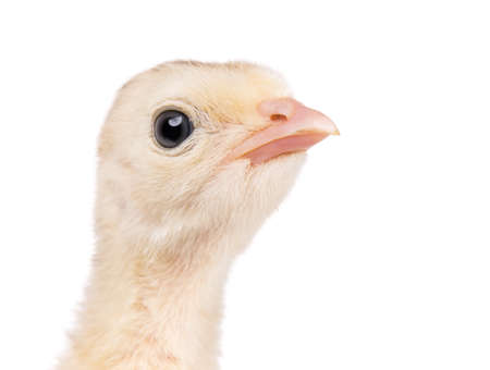 Head cute little newborn chicken turkey, isolated on white background. One young nice big bird - close-up portrait.の写真素材
