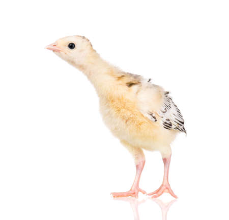 Cute little newborn chicken turkey, isolated on white background. One young nice big bird.の写真素材