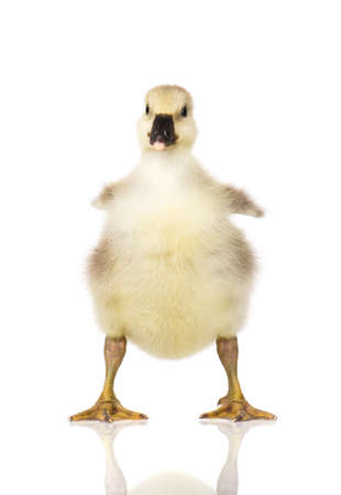 Cute little newborn fluffy gosling. One young goose isolated on a white background. Nice geese big bird.の写真素材