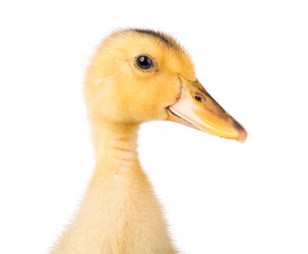 Head cute little yellow newborn duckling isolated on white background. Newly hatched duckling on a chicken farm - close-up portrait.の写真素材